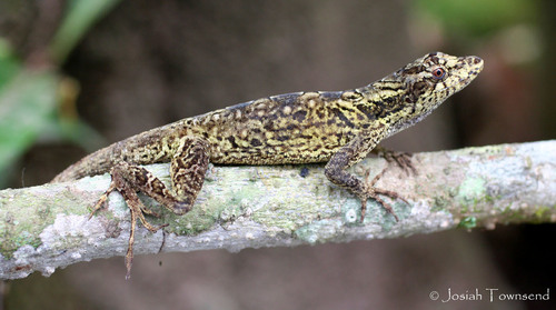 Ghost Anole