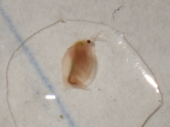 Daphniidae