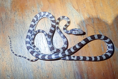 Lycodryas pseudogranuliceps