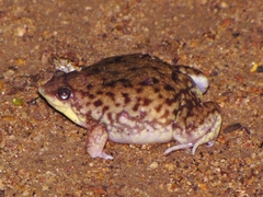 Hemisus marmoratus