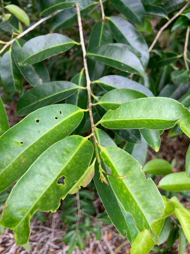 Ilex cymosa observed 2026-04-23