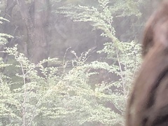 Hippocamelus bisulcus