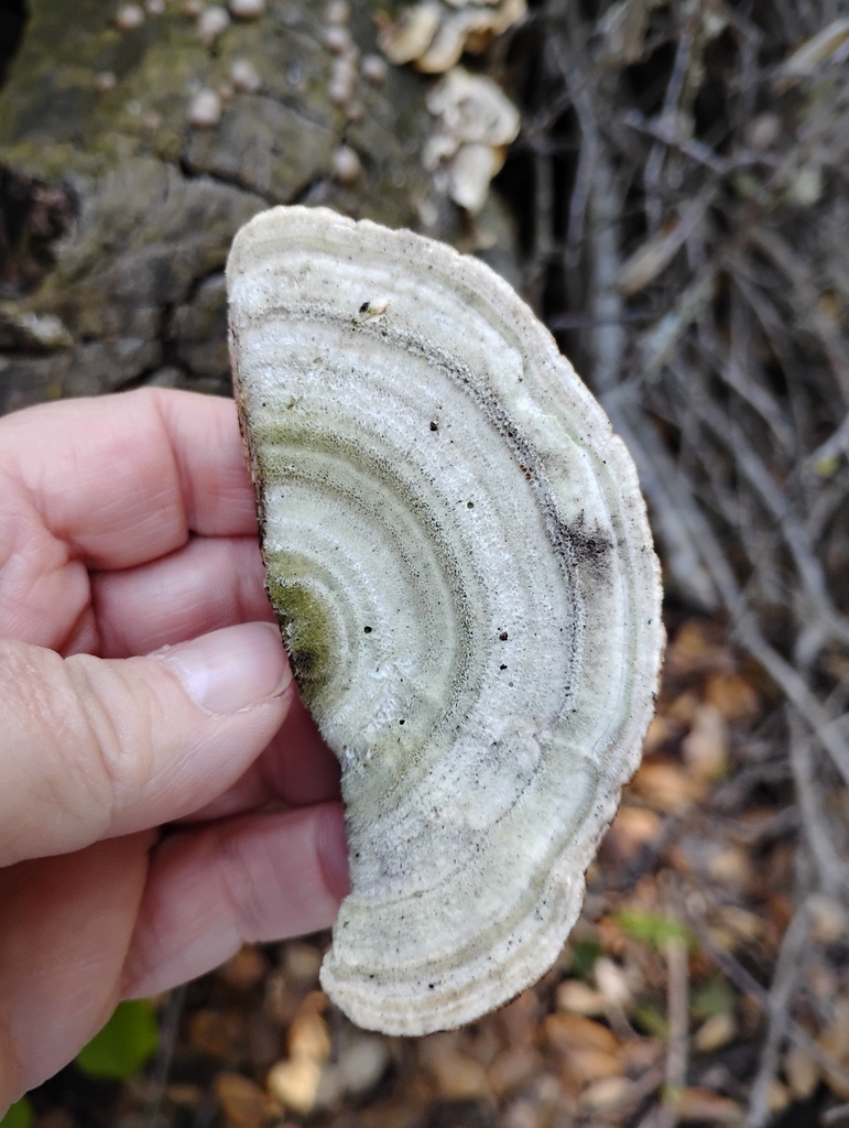 Trametes betulina · April 2026 · photo: © pholroyd (iNaturalist, cc0)