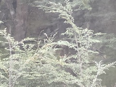 Hippocamelus bisulcus