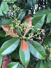 Photinia × fraseri