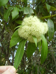 Backhousia citriodora