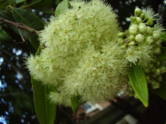 Backhousia citriodora