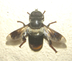 Senaspis haemorrhoa