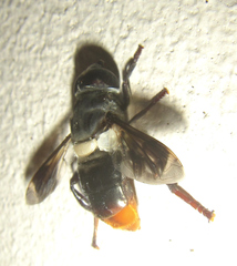 Senaspis haemorrhoa