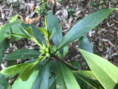 Daphne kiusiana