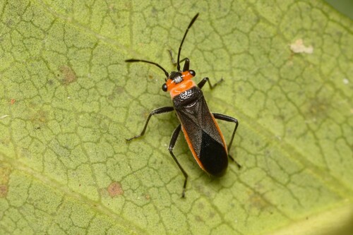 Scopiastes observed 2026-04-25