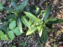 Daphne kiusiana