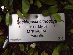 Backhousia citriodora