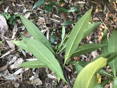 Daphne kiusiana