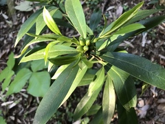 Daphne kiusiana