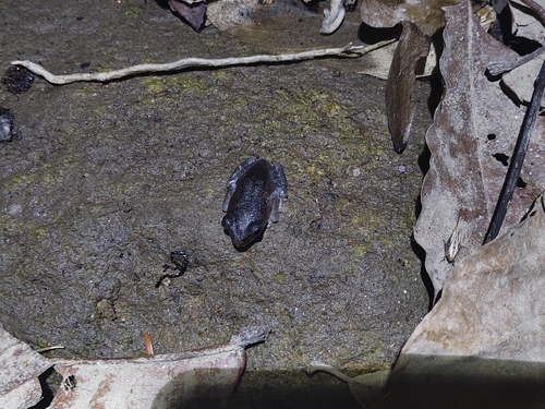 Leptobrachium hendricksoni observed 2026-04-25