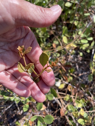 Lyonia fruticosa, photograph 6