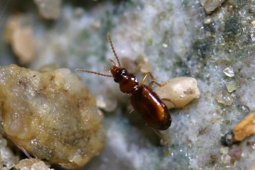 Tachys micros
