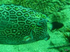 Acanthostracion polygonium