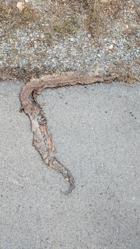 Levantine Viper