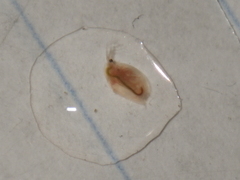 Daphniidae
