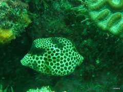 Lactophrys bicaudalis