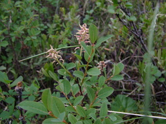 Salix myrtilloides