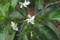 Tabernaemontana catharinensis