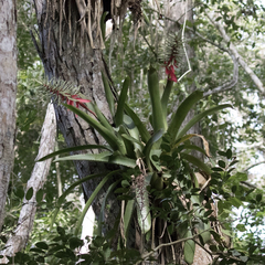 Aechmea bracteata pacifica