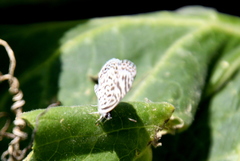 Leptotes cassius cassius