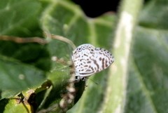 Leptotes cassius cassius