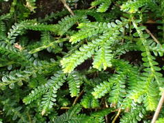 Selaginella obtusa
