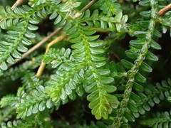 Selaginella obtusa