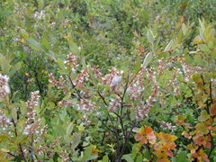 Salix myrtilloides