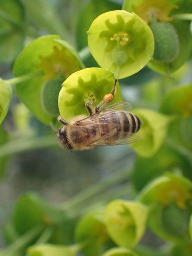 včela medonosná (Apis mellifera)