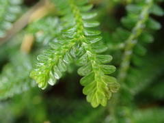 Selaginella obtusa