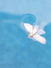 Lepidoptera