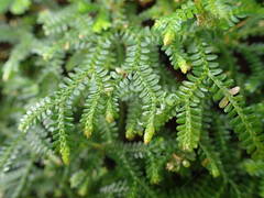 Selaginella obtusa