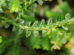 Selaginella obtusa