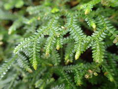Selaginella obtusa