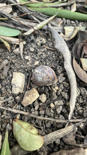 Cornu aspersum