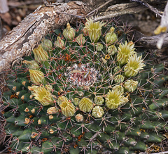 Mammillaria meiacantha
