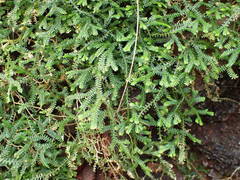 Selaginella obtusa