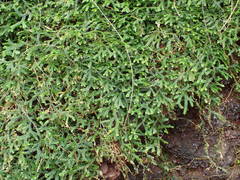Selaginella obtusa