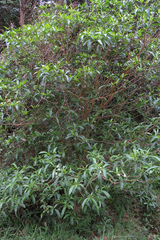 Tabernaemontana catharinensis