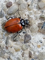 Hippodamia convergens