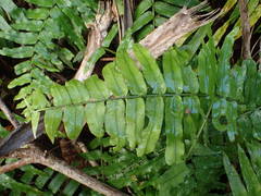 Nephrolepis biserrata