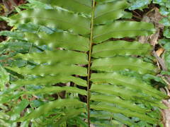 Nephrolepis biserrata