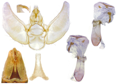 Eupithecia indistincta