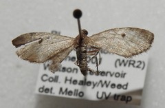 Eupithecia indistincta